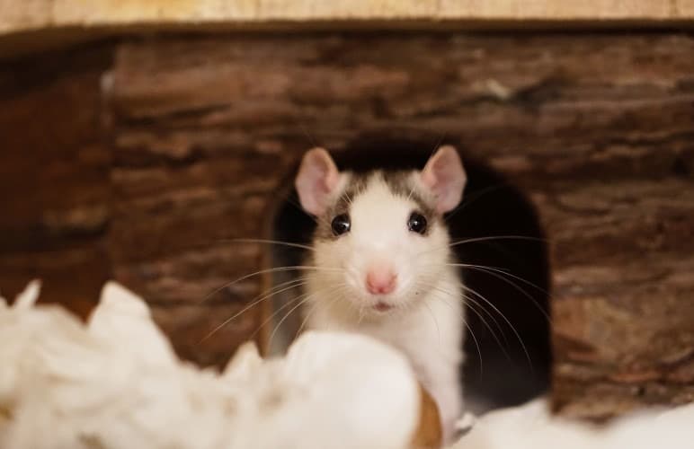 Do Pet Rats Recognize Their Owner? Rodent Friends