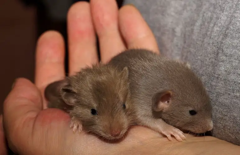 Pet Rats show affection in many ways, you just need to pay attention to the signals!
