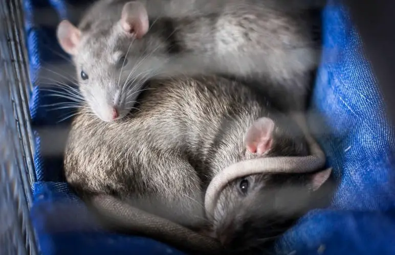 Several pet rats can live together! Even male and female pet rats can live together, but there's something you should know.