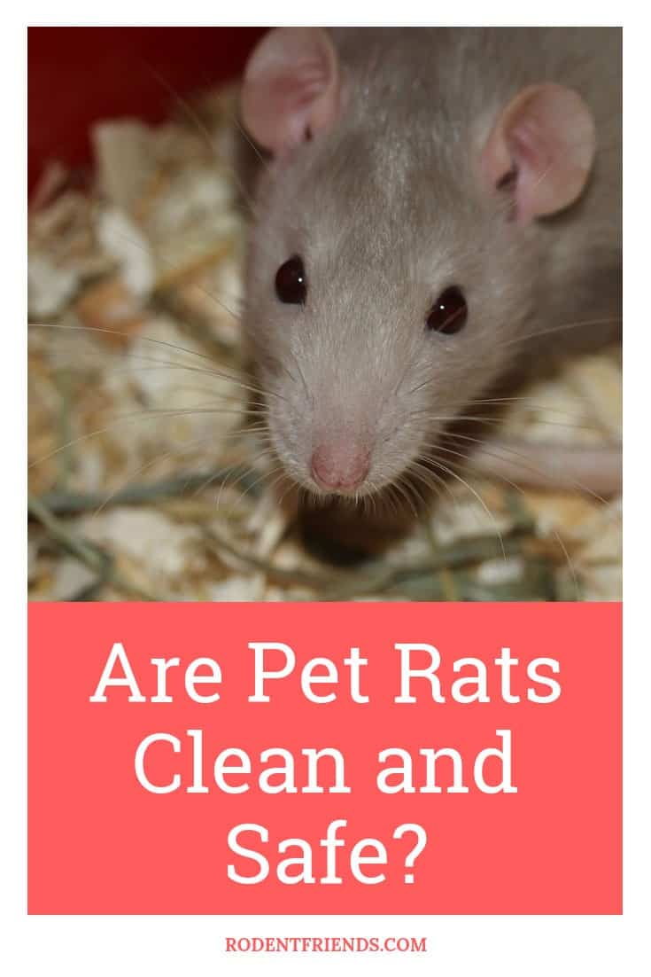 Are Pet Rats Clean And Safe? What You Need To Know - Rodent Friends