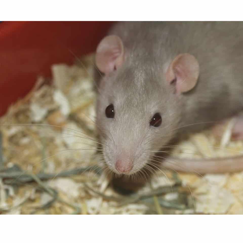 Are Pet Rats Clean And Safe? What You Need To Know