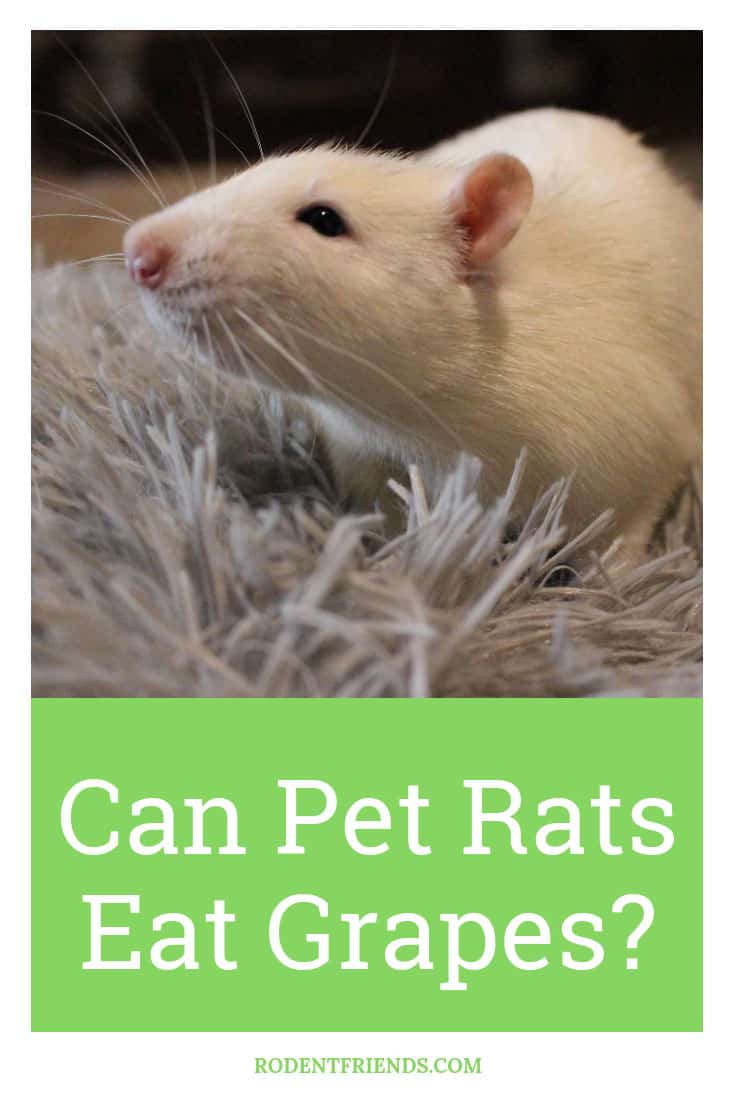 Can Rats Eat Grapes Safely As A Treat? - Rodent Friends