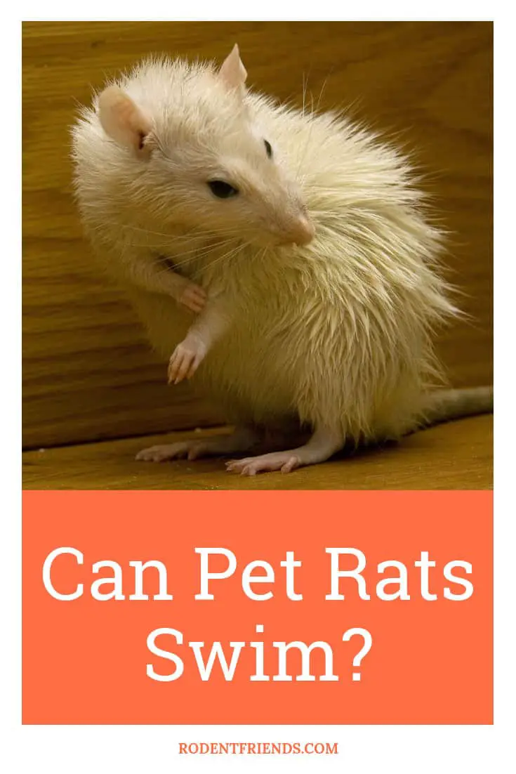Can Pet Rats Swim? Rodent Friends