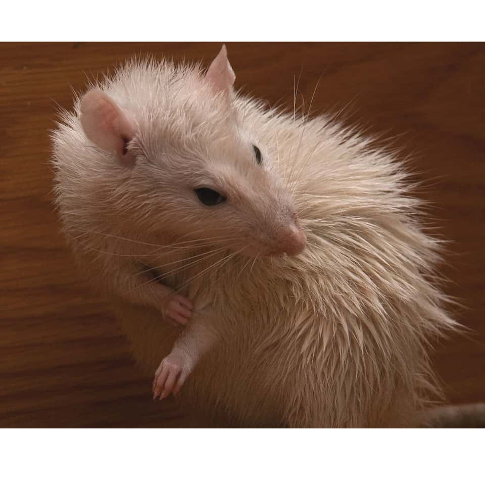 Can Pet Rats Swim? Do Rats Like Water? What You Should Know!