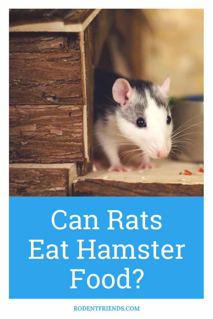 Can Rats Eat Hamster Or Gerbil Food Rodent Friends