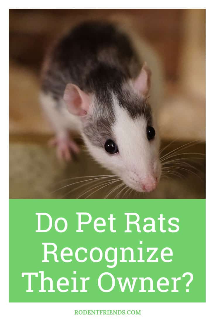 Do Pet Rats Recognize Their Owner? Rodent Friends