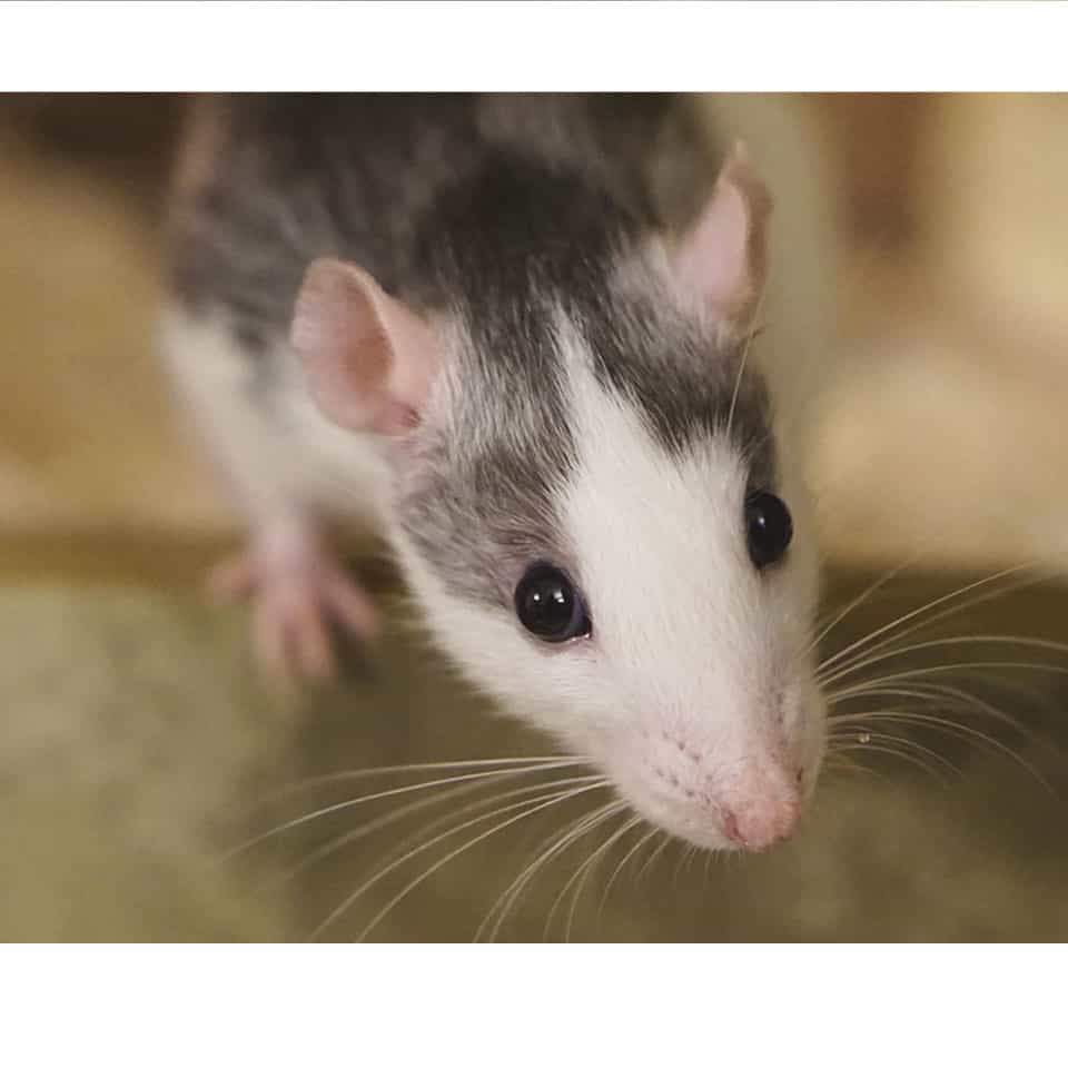 Do Pet Rats Recognize Their Owner? Rodent Friends