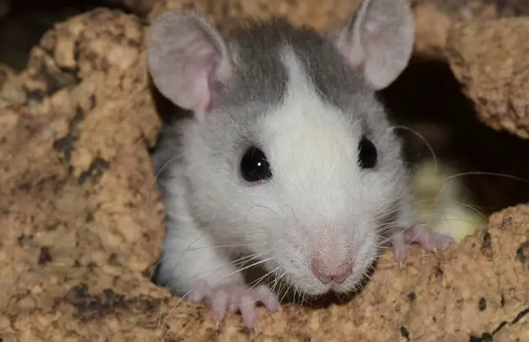 Can Pet Rats Have Fleas? Itchy Pet Rats Rodent Friends