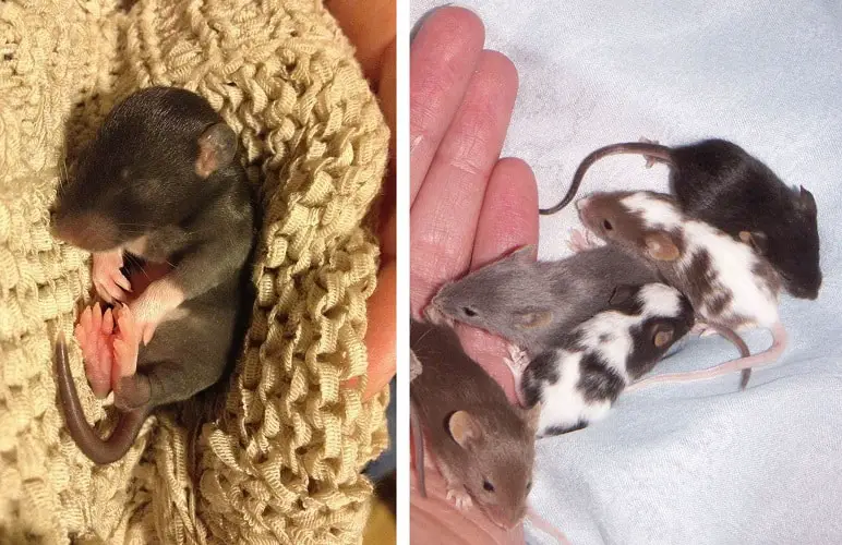When these adorable pet rats are born, they are very tiny! About 1 to 2 inches to be exact. But they grow quickly.