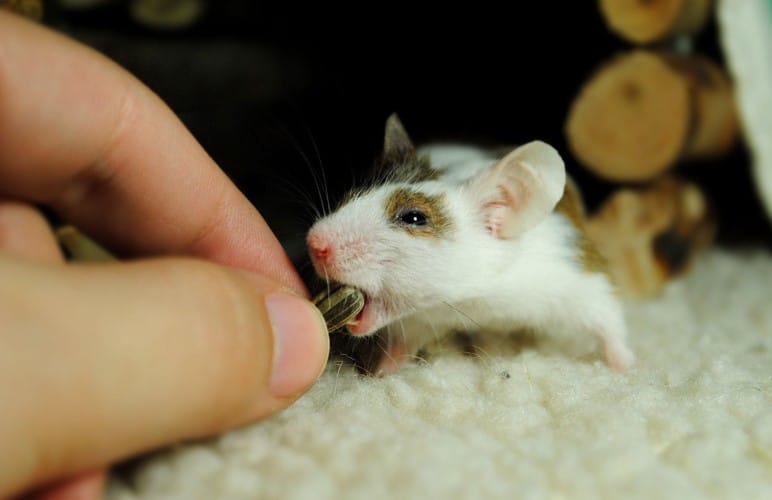 How To Litter Train Your Pet Rats Quickly! Rodent Friends