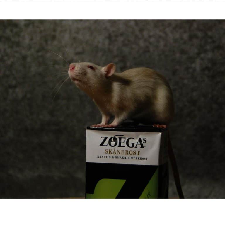 Pet Rat Overgrown Teeth (Trimming, Caring And Tips) Rodent Friends