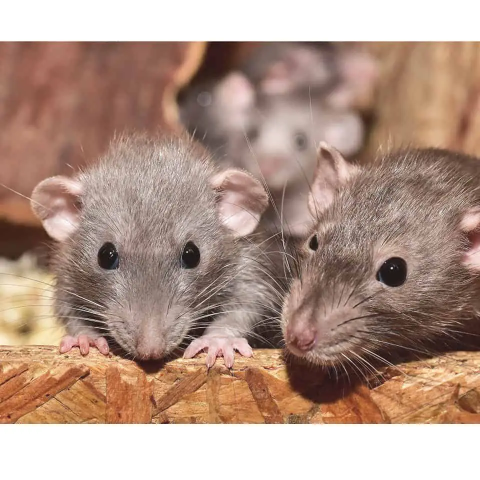 Are Pet Rats Smart - Pet rats are smarter than most people think, they can learn a lot in their short lifespan! Here's what you should know.