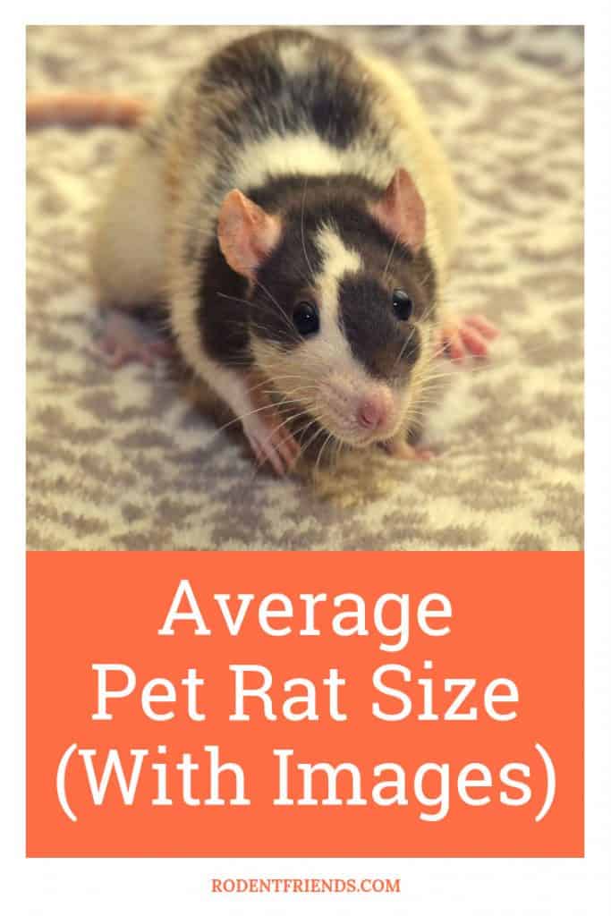 Average Pet Rat Size (With Images) - Rodent Friends