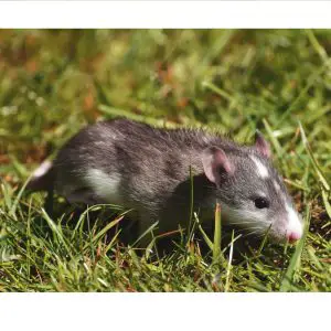 Can Pet Rats Have Fleas? Itchy Pet Rats
