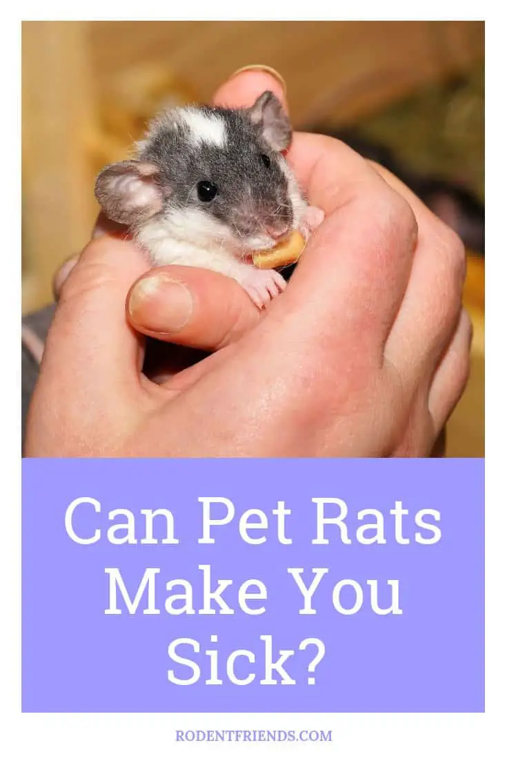 Can Pet Rats Make You Sick - Mostly they are safe, but there are some exceptions like allergies for example!
