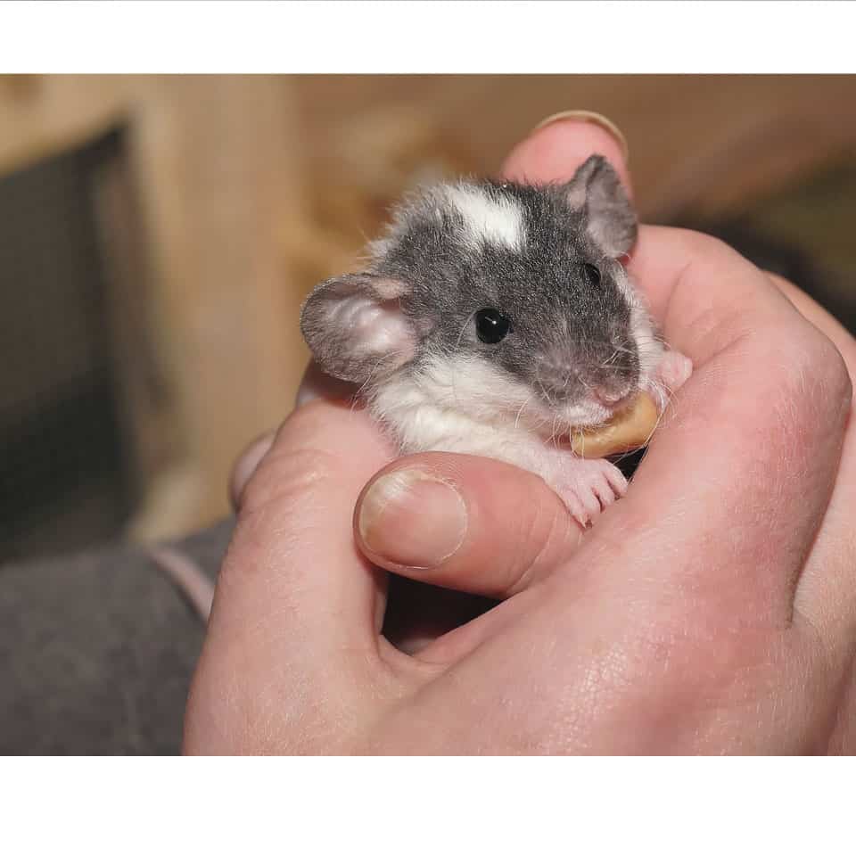 Can Pet Rats Make You Sick What You Need To Know Rodent Friends