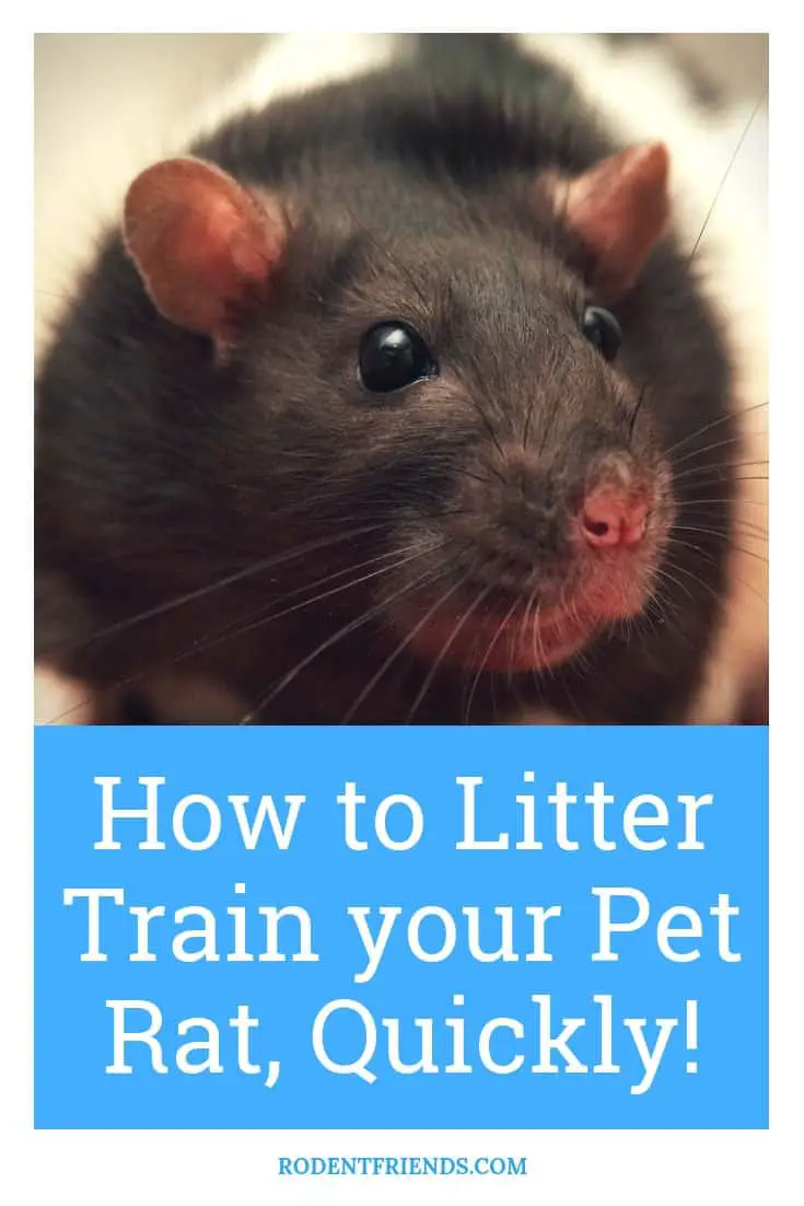 How To Litter Train Your Pet Rats Quickly! - Rodent Friends