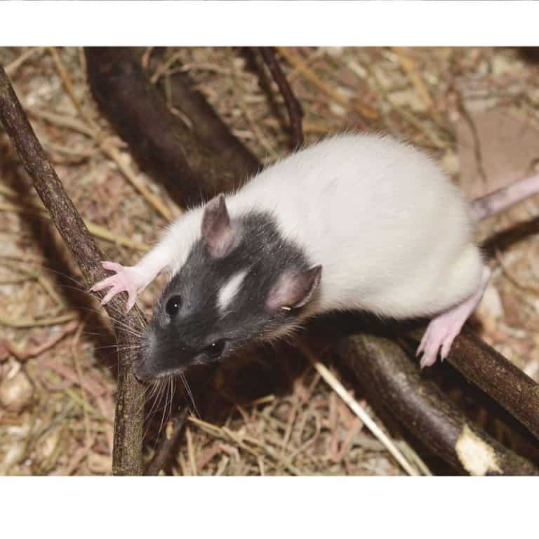 3 Reasons Why Your Pet Rat Is Sneezing And Treatment! Rodent Friends