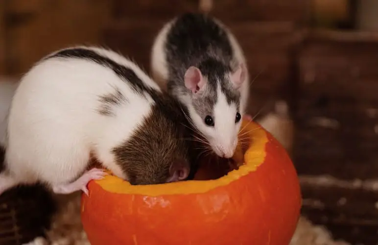 Owning a pet rat for the first time isn't easy! There's much you need to learn, here's a helping hand.