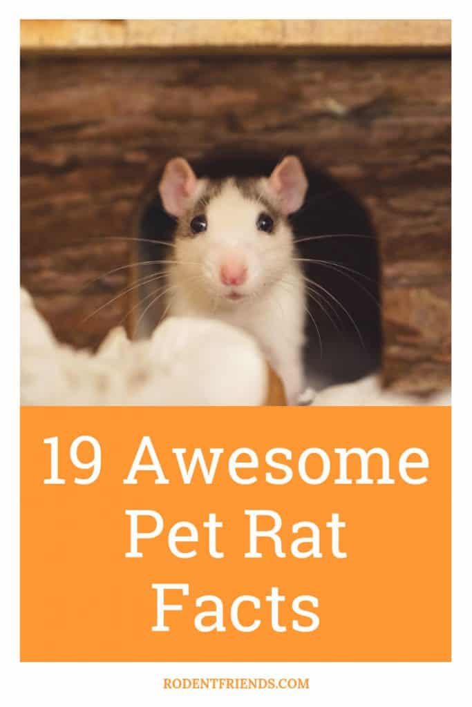 19 Awesome Pet Rat Facts That Will Make You Fall In Love