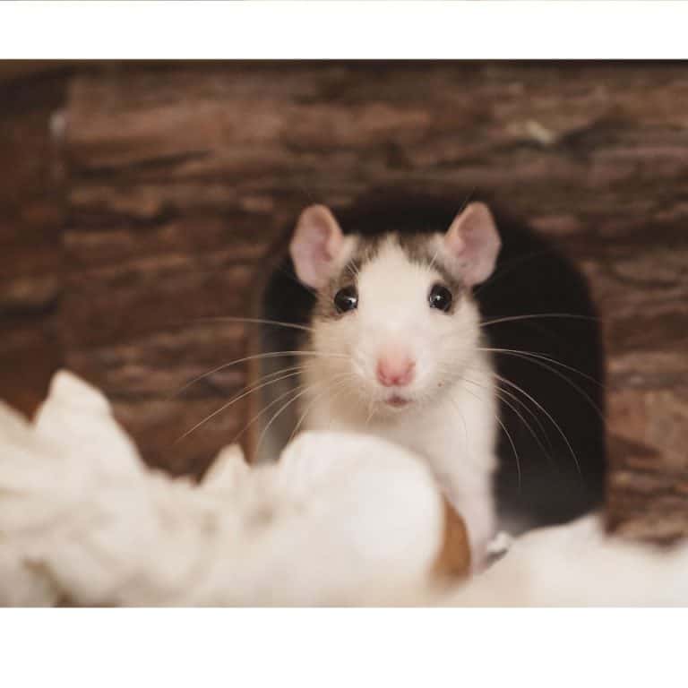 11 Tips to Reduce And Eliminate Pet Rat Odor In Your Home!