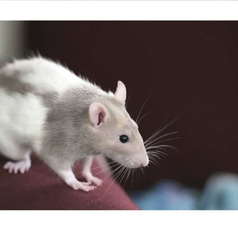 How Much Does A Pet Rat Cost? (Prices, Averages, Tips)