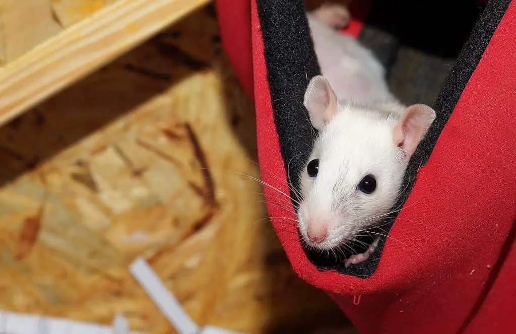 adorable pet rat on a hammock accessory