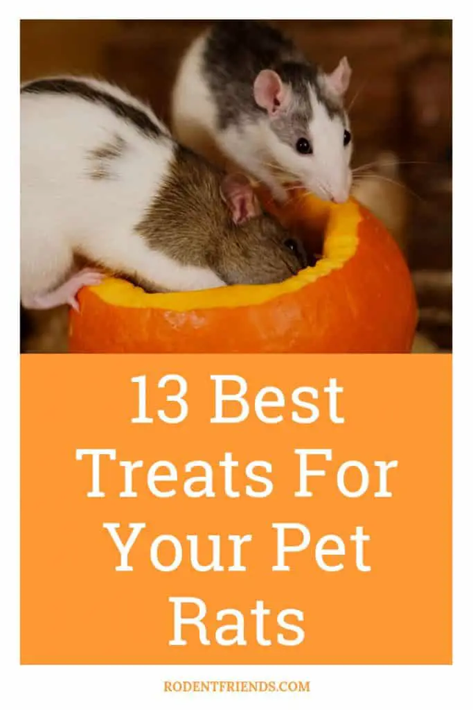 pet rat treats article cover on rodent friends