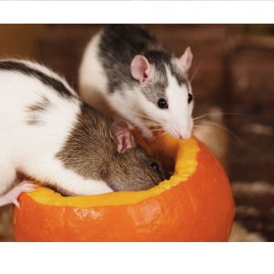 13 Best Treats For Your Pet Rats (Healthy And Irresistible!) Cover image of the article about the best pet rat treats on rodent friends!