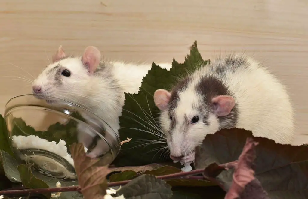 pet rats eating some treats