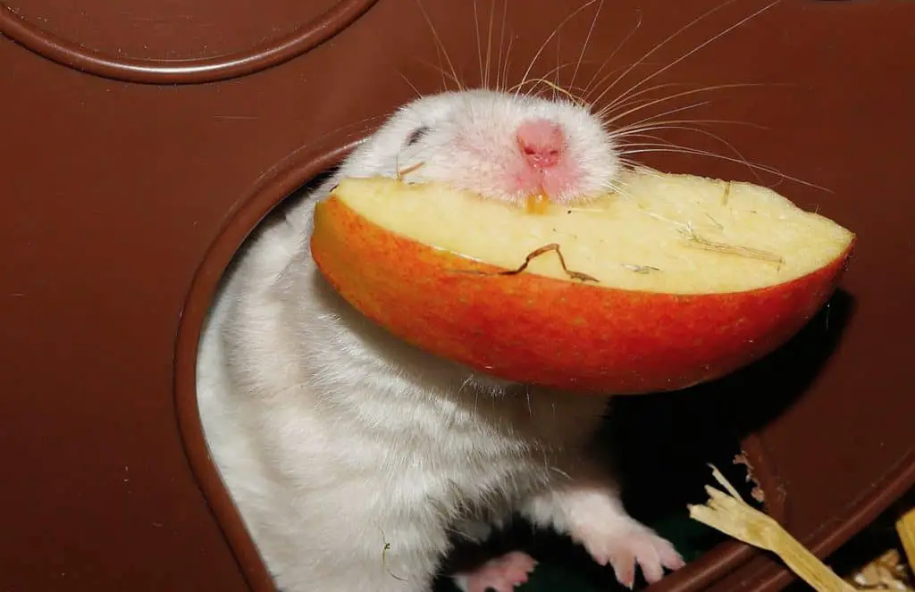 pet rat eating an apple slice