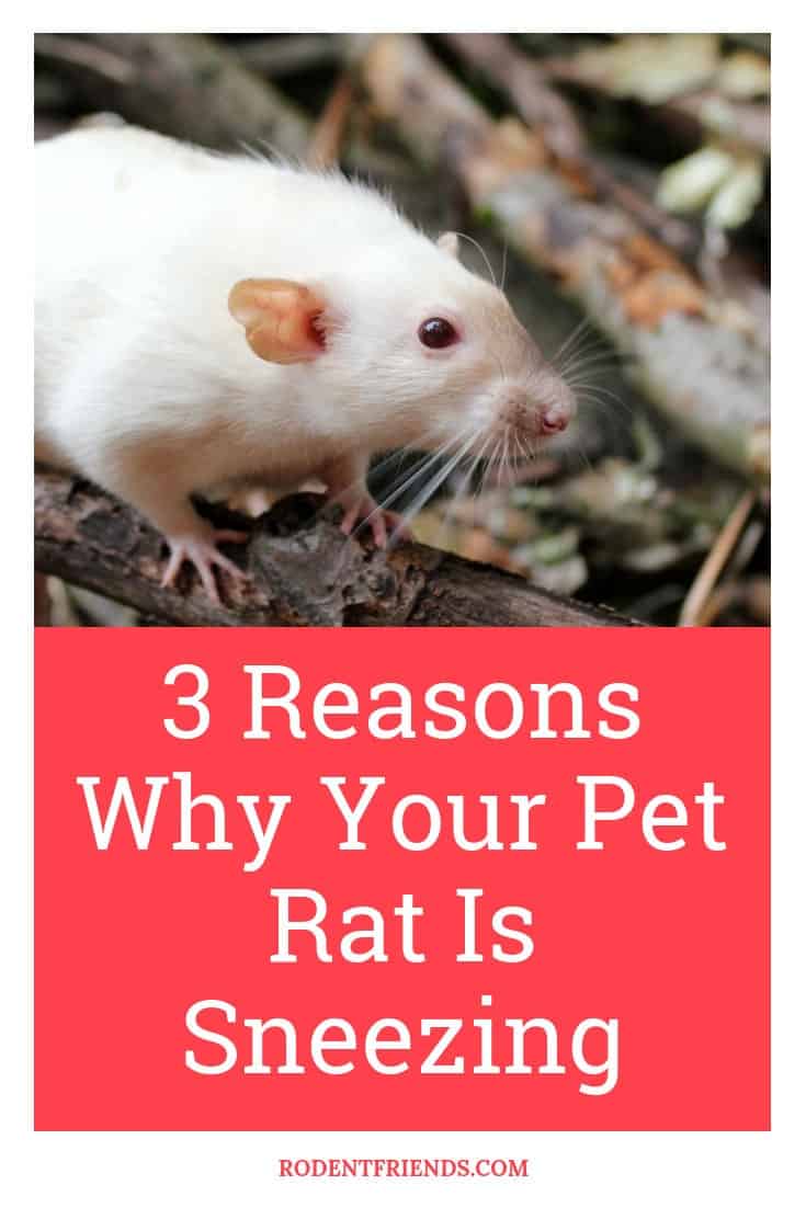 3 Reasons Why Your Pet Rat Is Sneezing And Treatment! - Rodent Friends