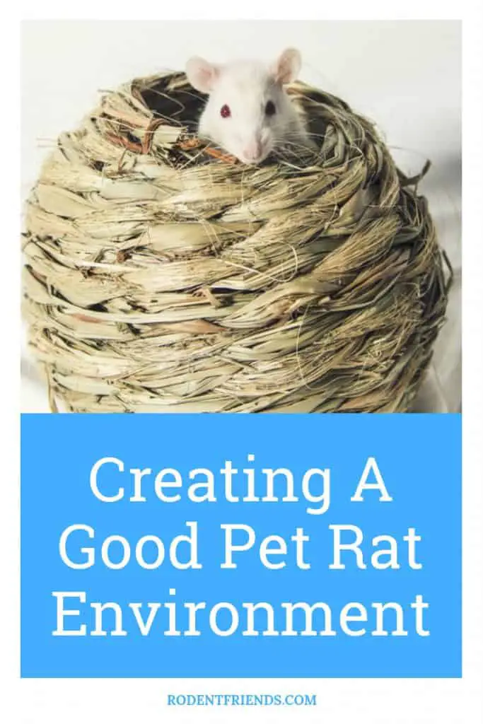Creating A Good Pet Rat Environment Pinterest cover