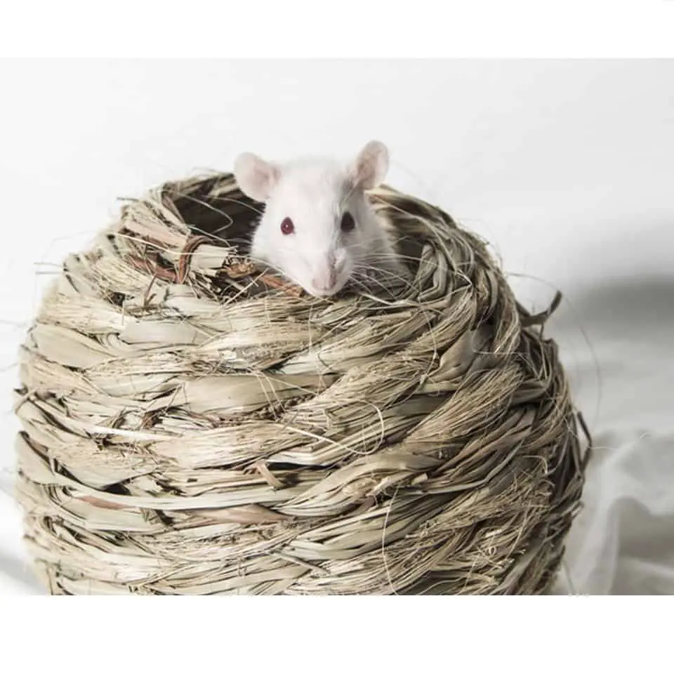 Creating A Good Pet Rat Environment Thumbnail