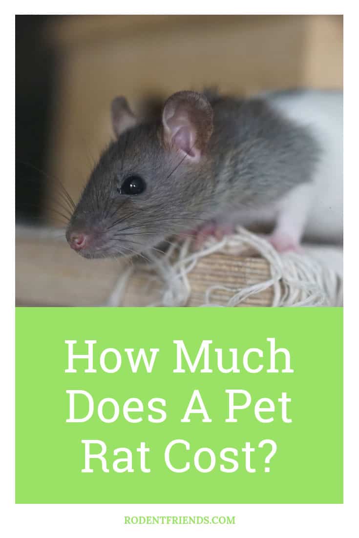 How Much Does A Pet Rat Cost? (Prices, Averages, Tips)