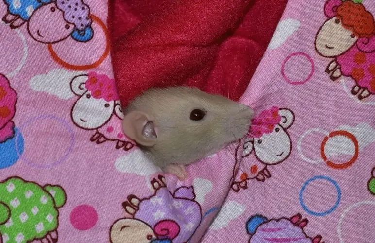Remember to have a cozy house or several for your pet rats