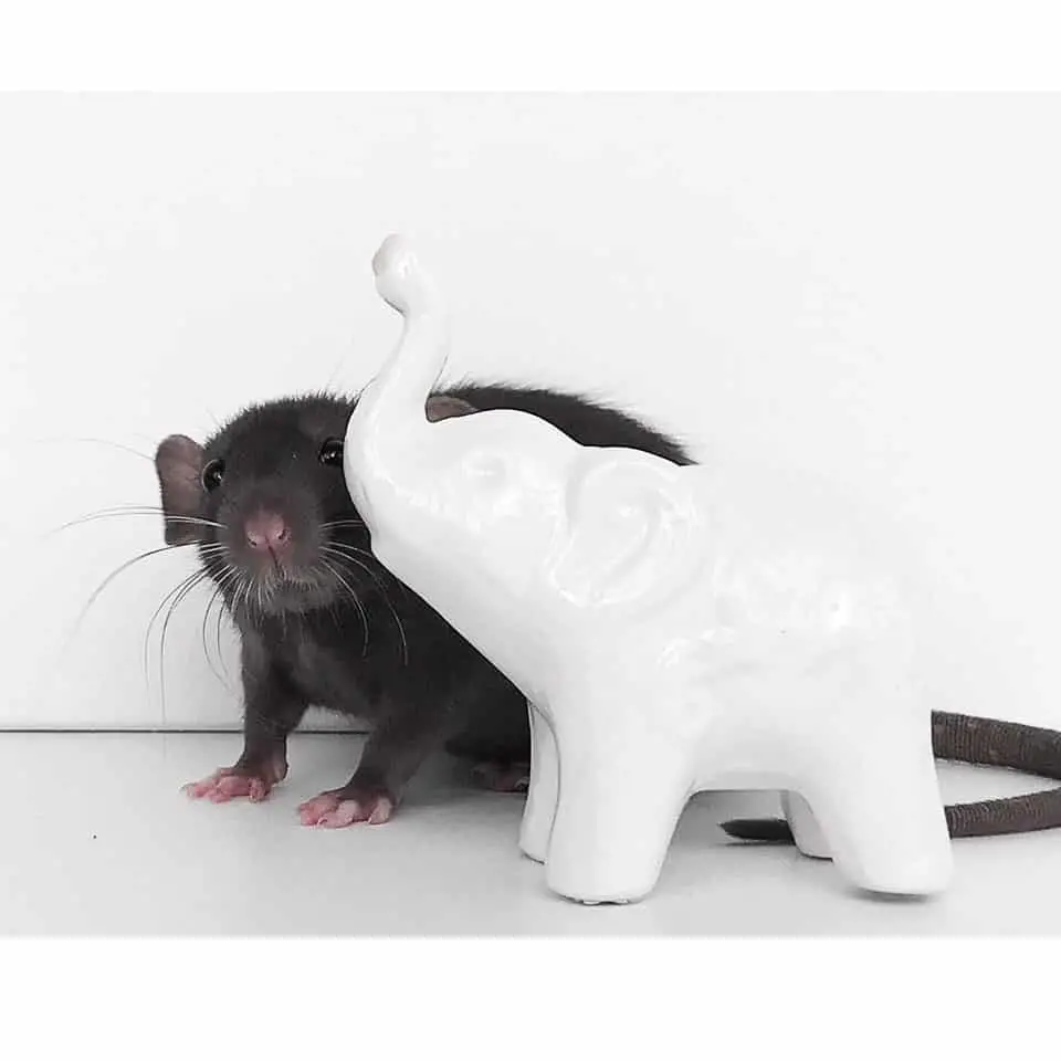 13 Pet Rat Accessories For Your Rat And Cage Thumbnail