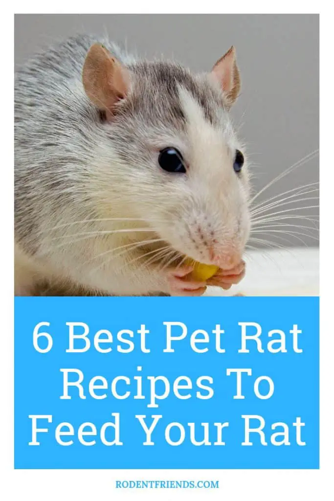 Best Recipes To Feed Your Rat Pinterest Cover