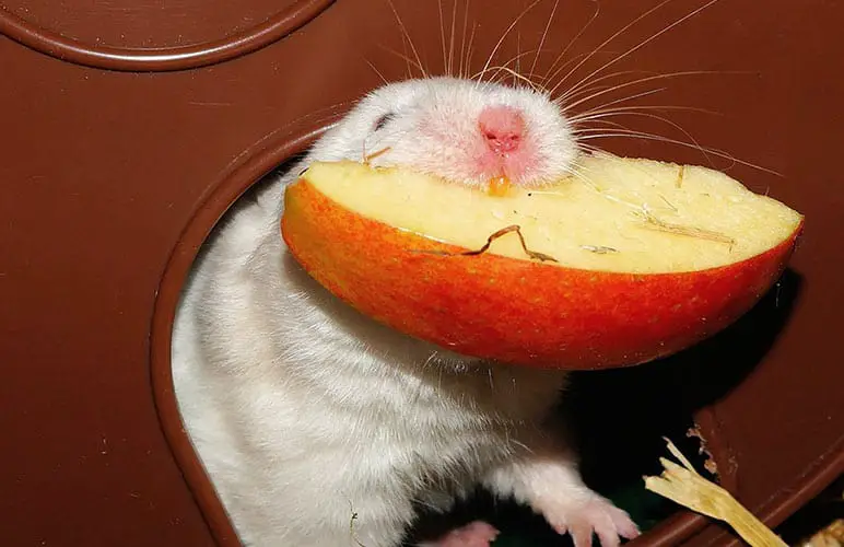 Remember to give Fresh Fruit to your pet rats when traveling by plane!