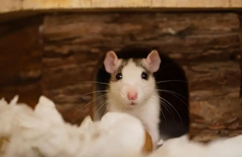 Pet Rat enjoying some Shredded Paper
