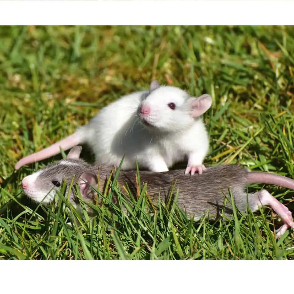 Two Pet Rats Playing Together