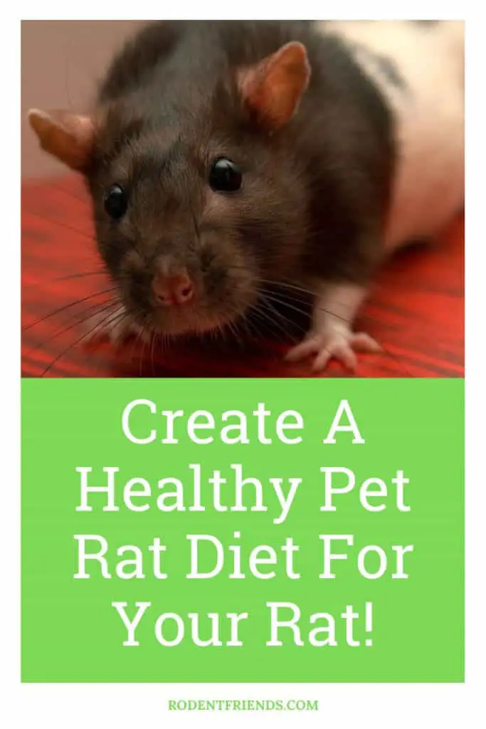 Create A Healthy Pet Rat Diet For Your Rat - Pinterest Image