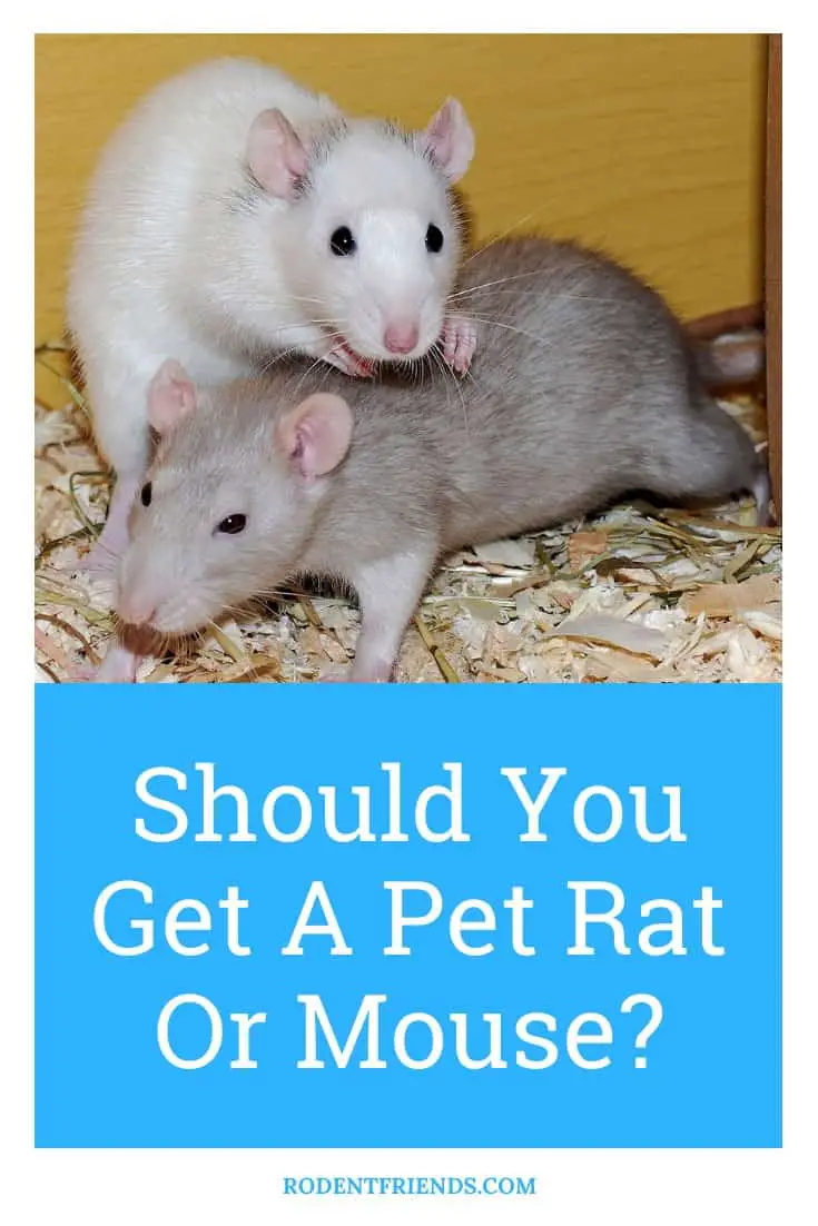 Should You Get A Pet Rat Or Mouse? (Differences And Reasons)