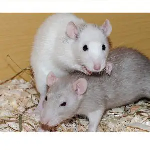 Should You Get A Pet Rat Or Mouse? (Differences And Reasons)