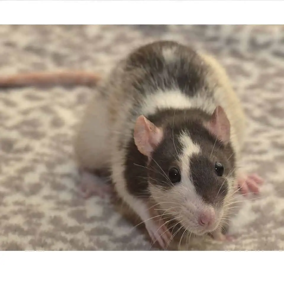 Should You Get Pet Rat Health Insurance Thumbnail Cover