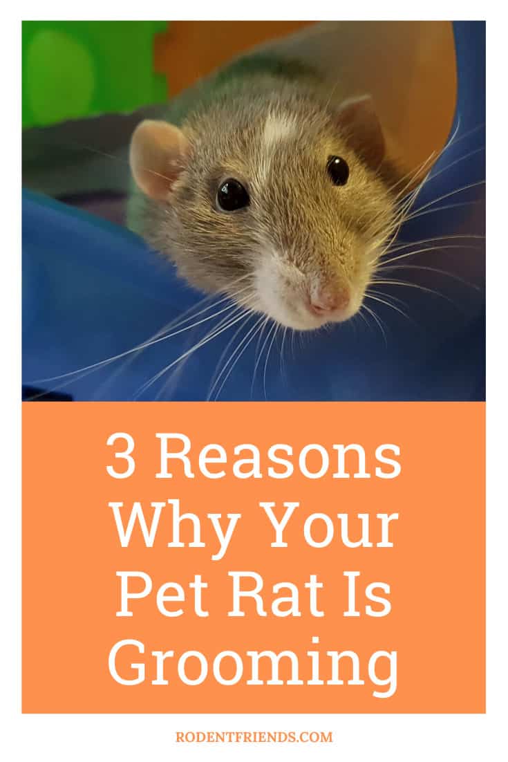 3 Reasons Why Your Pet Rat Is Grooming (itself, Each Other And You)