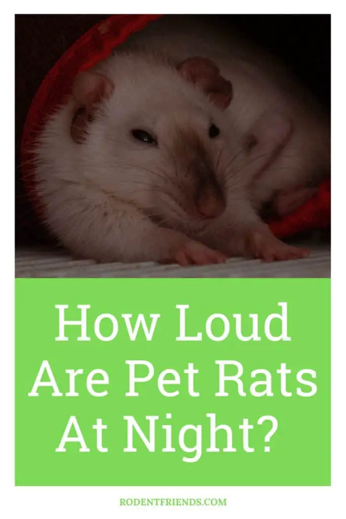 how loud are pet rats at night, pinterest cover