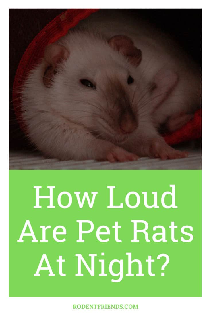 How Loud Are Pet Rats At Night? Facts And Solutions! Rodent Friends