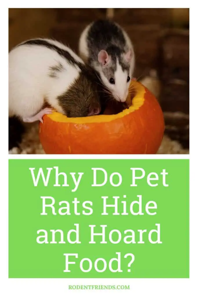 why do pet rats hide and hoard food, pinterest cover