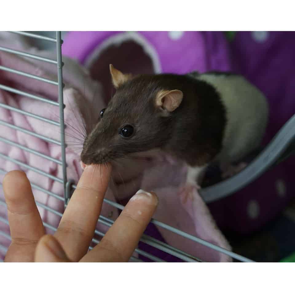 Why Is Your Pet Rat Licking You? Pet Rat Behaviour Explained